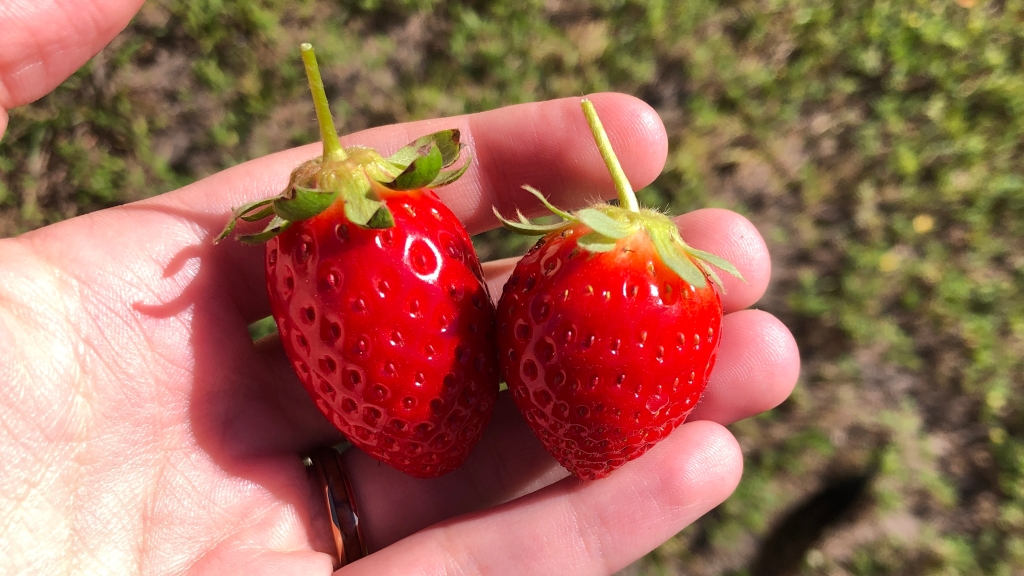 Image shows two strawberries in a white person's hand — Butch on a Budget - My 2021 Budget Year in Review